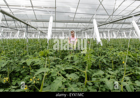 Britische Tomaten in riesigen Gewächshäusern in die Landschaft von Worcestershire gewachsen. Die Tomaten werden mit den saisonalen Arbeitsmigranten abgeholt tendenziell Stockfoto