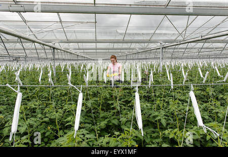 Britische Tomaten in riesigen Gewächshäusern in die Landschaft von Worcestershire gewachsen. Die Tomaten werden mit den saisonalen Arbeitsmigranten abgeholt tendenziell Stockfoto