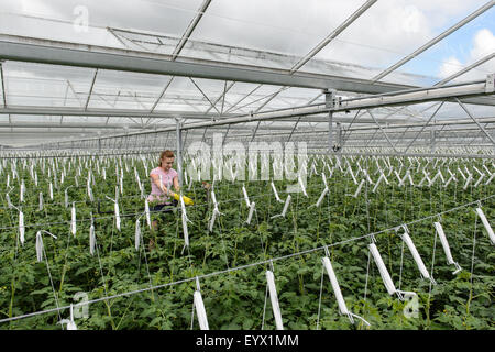 Britische Tomaten in riesigen Gewächshäusern in die Landschaft von Worcestershire gewachsen. Die Tomaten werden mit den saisonalen Arbeitsmigranten abgeholt tendenziell Stockfoto