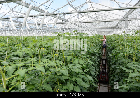 Britische Tomaten in riesigen Gewächshäusern in die Landschaft von Worcestershire gewachsen. Die Tomaten werden mit den saisonalen Arbeitsmigranten abgeholt tendenziell Stockfoto