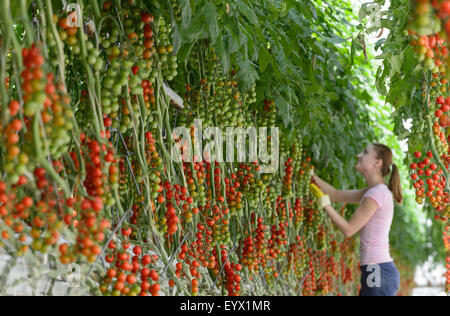 Britische Tomaten in riesigen Gewächshäusern in die Landschaft von Worcestershire gewachsen. Die Tomaten werden mit den saisonalen Arbeitsmigranten abgeholt tendenziell Stockfoto