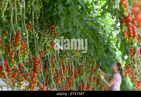 Britische Tomaten in riesigen Gewächshäusern in die Landschaft von Worcestershire gewachsen. Die Tomaten werden mit den saisonalen Arbeitsmigranten abgeholt tendenziell Stockfoto