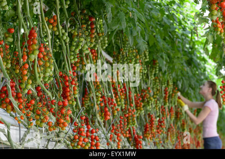 Britische Tomaten in riesigen Gewächshäusern in die Landschaft von Worcestershire gewachsen. Die Tomaten werden mit den saisonalen Arbeitsmigranten abgeholt tendenziell Stockfoto