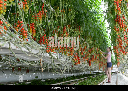 Britische Tomaten in riesigen Gewächshäusern in die Landschaft von Worcestershire gewachsen. Die Tomaten werden mit den saisonalen Arbeitsmigranten abgeholt tendenziell Stockfoto