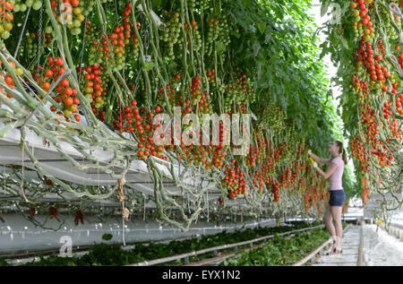 Britische Tomaten in riesigen Gewächshäusern in die Landschaft von Worcestershire gewachsen. Die Tomaten werden mit den saisonalen Arbeitsmigranten abgeholt tendenziell Stockfoto