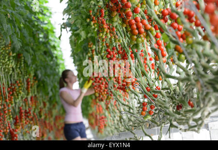 Britische Tomaten in riesigen Gewächshäusern in die Landschaft von Worcestershire gewachsen. Die Tomaten werden mit den saisonalen Arbeitsmigranten abgeholt tendenziell Stockfoto