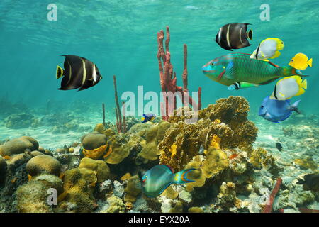 Korallen und bunten tropischen Fischen unter Wasser auf einem flachen Meeresboden des karibischen Meeres Stockfoto