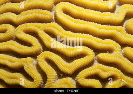 Marine Unterwasserwelt hautnah Bild der gerillten Hirnkoralle, Diploria Labyrinthiformis, Karibik Stockfoto