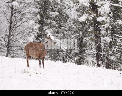 Ein Elch steht in einem Schneesturm. Stockfoto