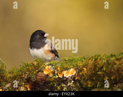 Ein Junco thront unter Moos und Flechten. Stockfoto