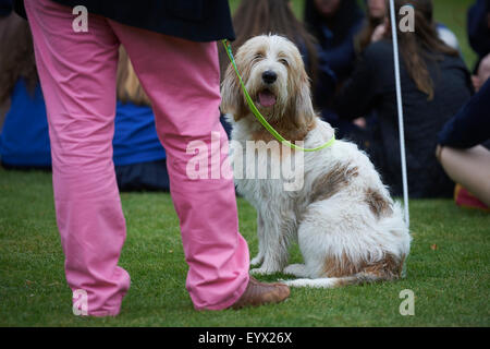 Mann mit Hund Stockfoto