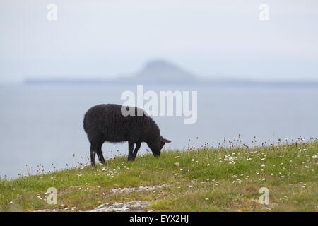 Schwarze Schafe weiden. Heimischen Rasse ursprünglich aus den Niederlanden. Auf Staffa Schottland. Insel, des Holländers Kappe am Horizont. Stockfoto