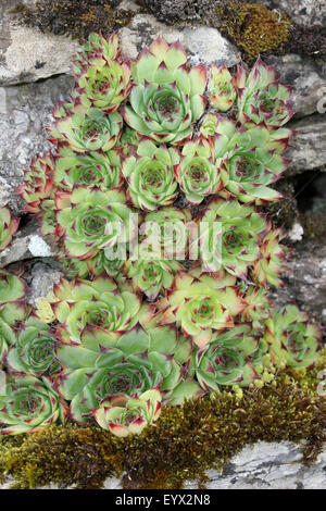 Gemeinsamen Hauswurz Sempervivum Tectorum wächst auf A Stone Wall In Cumbria, UK Stockfoto