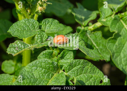 Die Larve der Kartoffelkäfer Stockfoto