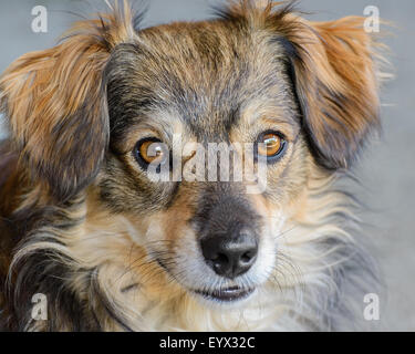 Kopf rote Hund wird nah oben fotografiert. Stockfoto
