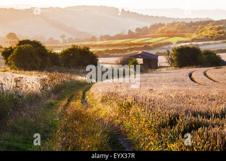 Blick über Weizenfeld und Scheune von der Höhenweg in Wiltshire. Stockfoto