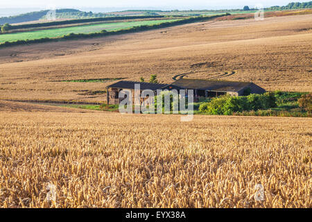 Blick über Weizenfeld und Scheune von der Höhenweg in Wiltshire. Stockfoto