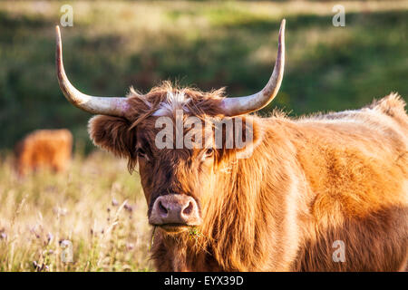 Portrait einer Highland Kuh, Bos Taurus, entlang der Höhenweg in Wiltshire. Stockfoto