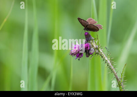 Hübsche Schmetterling ruht auf einer Distel Blume. Stockfoto