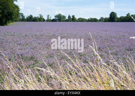 Borretsch wächst in einem Feld in Hampshire, UK Stockfoto