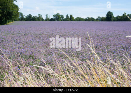 Borretsch wächst in einem Feld in Hampshire, UK Stockfoto