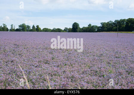 Borretsch wächst in einem Feld in Hampshire, UK Stockfoto