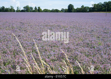 Borretsch wächst in einem Feld in Hampshire, UK Stockfoto