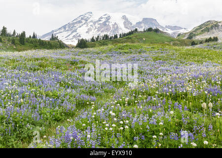 Ein Hügel Wiese voller Wildblumen im Abschnitt Paradies des Mt. Ranier National Park. Stockfoto