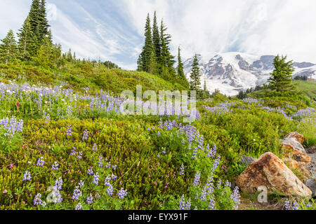Eine Schneise oder lila Lupinen Wildblumen auf einem Hügel unterhalb Mt. Rainier in Mount Rainier Nationalpark, Washington Stockfoto