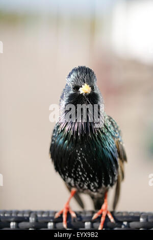 Eine bunte zähmen common Starling, Sturnus vulgaris, sitzen auf dem Rücken eines Korbstuhl an einem Picknickplatz, wo sein Versuchen, Essen zu reinigen Stockfoto