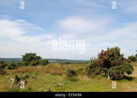 Der Blick über die Heide an der Old Lodge, Ashdown Forest, Sussex, Großbritannien Stockfoto