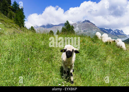 Neugierig Walliser Schwarznasenschaf Stockfoto