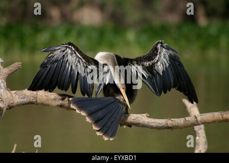 Grooming Snakebird mit offenen Flügeln ausbreiten, im Pantanal, Mato Grosso do Sul Stockfoto