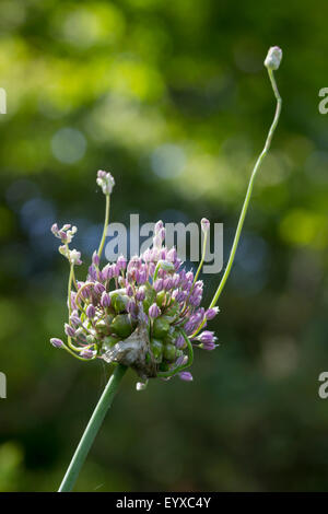 Blütenstand der ungerade Form der UK native wilder Lauch, Allium Ampeloprasum var. babingtonii Stockfoto