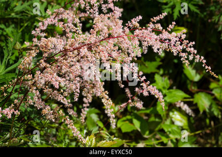 Weiß-rosa, gefiederten Blüten der kürzlich eingeführten Feuchtigkeit liebende Staude, Astilbe "Isa Halle" Stockfoto