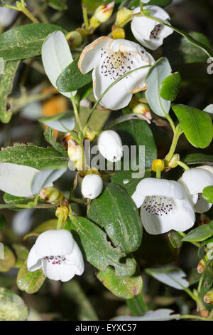 Nahaufnahme von Blumen die Tasmanische Leatherwood, Eucryphia Lucida, ein immergrüner Baum Stockfoto