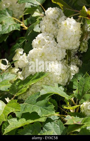 Dicht gepackten, späten Sommerblumen der Eiche Endivie Hortensie, Hydrangea Quercifolia 'Harmony' Stockfoto
