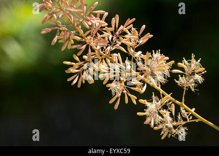 Nahaufnahme der Blumen in der luftigen Spike von der riesigen mehrjährige, Macleaya cordata Stockfoto