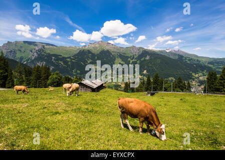 Schweizer Kühe bis in die Alpen Stockfoto