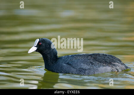 Eurasische Blässhuhn, Fulica Atra, horizontale Portrait eines Erwachsenen schwimmen in einem See. Stockfoto