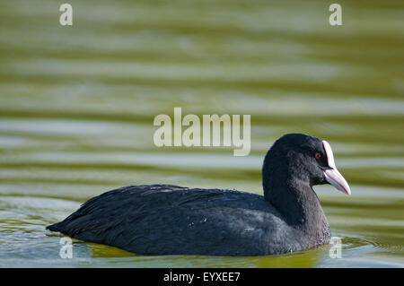 Eurasische Blässhuhn, Fulica Atra, horizontale Portrait eines Erwachsenen schwimmen in einem See. Stockfoto