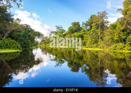 Amazonas-Regenwald perfekt reflektiert in einem kleinen Fluss in der Nähe von Iquitos, Peru Stockfoto
