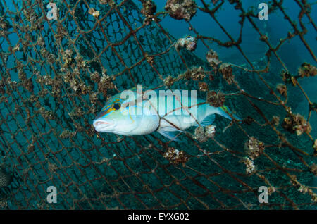 Ein Fisch gefangen in eine ausrangierte Angeln net, Scolopsis Temporalis, Lembeh Strait, Nord-Sulawesi, Indonesien, Pazifischer Ozean Stockfoto