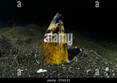 Ein schwarzer Sattel Schlange Aal Porträt, Ophichthus Cephalozona, durch eine kleine Putzergarnelen, ragte aus dem Sand gereinigt Stockfoto