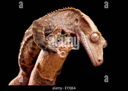 Neue Caledonian Kronengecko, Correlophus ciliatus Stockfoto