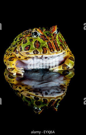 Argentinische horned Frog, Ceratophrys ornata Stockfoto