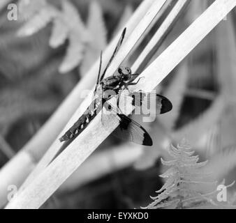 Schwarz / weiß Foto von Dragonfly Stockfoto