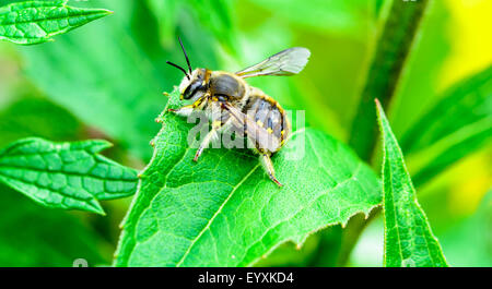 Blatt-Cutter Biene auf das Blatt im Garten. Stockfoto