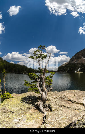 Einem knorrigen Baum auf einem Felsen auf das Loch im Rocky Mountain National Park Stockfoto