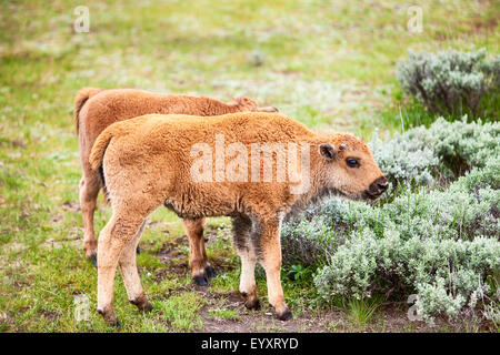 Amerikanische Bison Baby-Kalb Stockfoto